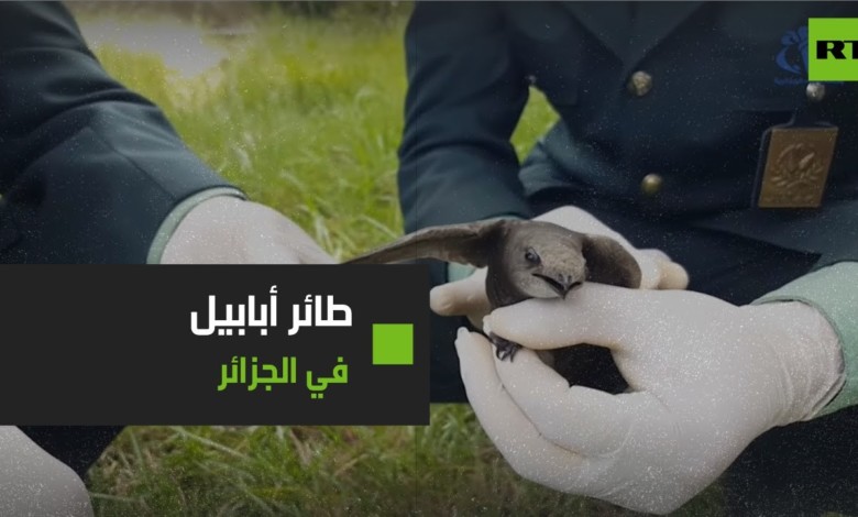 بالفيديو .. جدل على مواقع التواصل بعد العثور على " طائر أبابيل " في الجزائر 254869