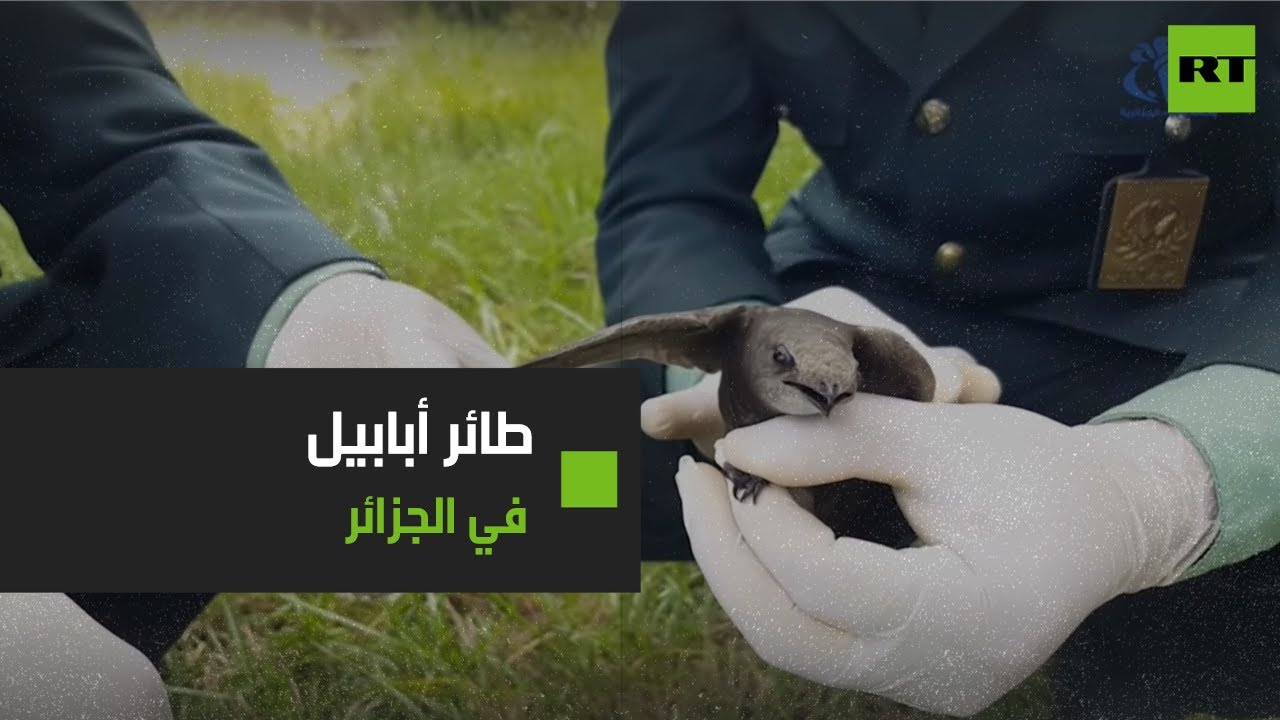 بالفيديو .. جدل على مواقع التواصل بعد العثور على " طائر أبابيل " في الجزائر 254869