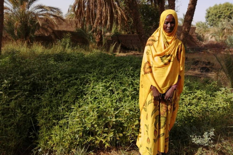 إنجاز جديد للمرأة السودانية .. "بنصف فدان" ملاك تتربع على عرش القمح بالسودان ملاك