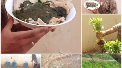 علي شرف الدين