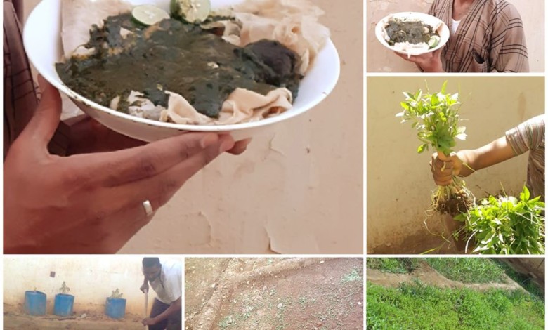 شاب سوداني بعد أن زرع "خضاره" بالمنزل: طيب لو كلنا انتجنا !! القروش نوديها وين ؟! علي شرف الدين