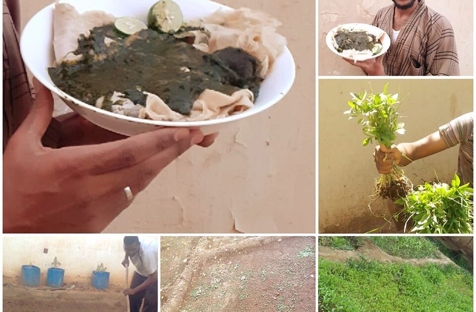 شاب سوداني بعد أن زرع "خضاره" بالمنزل: طيب لو كلنا انتجنا !! القروش نوديها وين ؟! علي شرف الدين