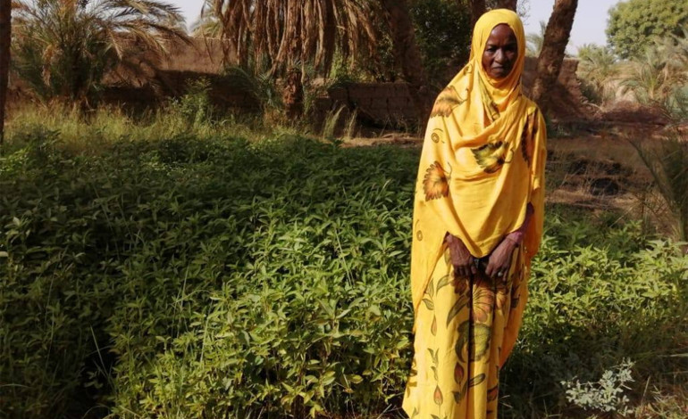 إنجاز جديد للمرأة السودانية .. "بنصف فدان" ملاك تتربع على عرش القمح بالسودان ملاك