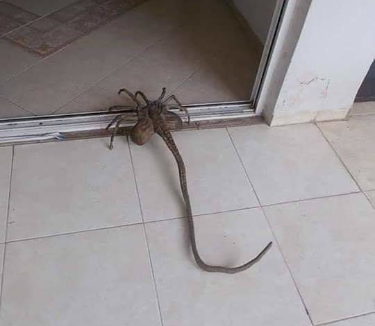 بالصور : الكشف عن حقيقة ظهور كائن غريب شديد السمية في مصر وليبيا وتونس 5f1af7314236045ea44f58d8