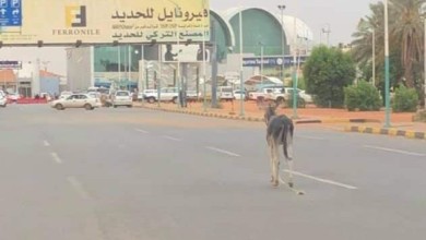 FB IMG 1597494330648 631x470 1