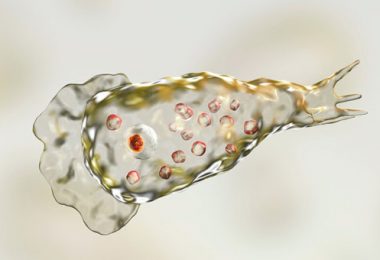 أميبا 380x260 1