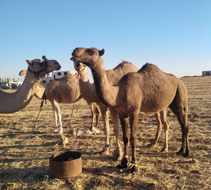 تصدير ٣٠٠ رأس من الإبل الى السعودية image search 1601313828616