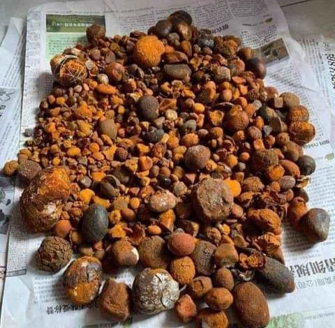 بالصورة: سودانيات يُقبلنّ على شراء شئ غريب يُستخرج من أمعاء حيوان ومفاجأة صادمة WhatsApp Image 2021 01 30 at 1.14.38 AM