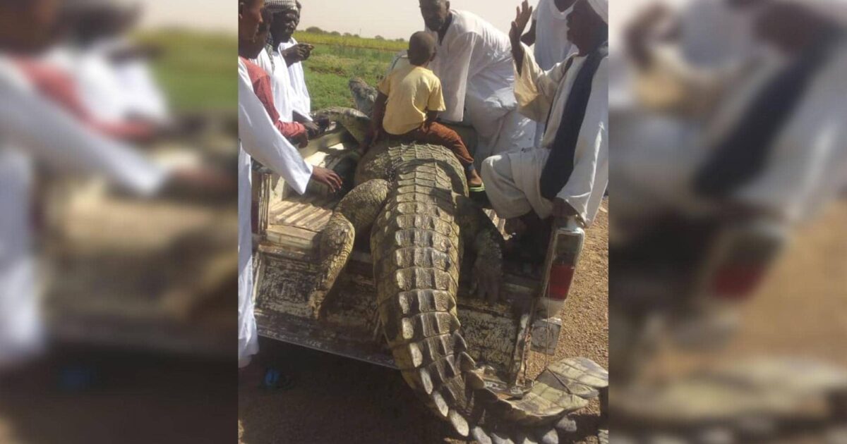 بالصور .. المزارع محمد فضل يصطاد أضخم تمساح بعد أن قتل شخصين بحجر العسل تمساح النيل