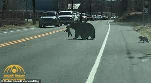 شاهد فيديو طريف لـ دبة سوداء تحاول عبور الطريق بصغارها الأربعة.. كلما ذهبت بأحدهم يعود الآخر دب1