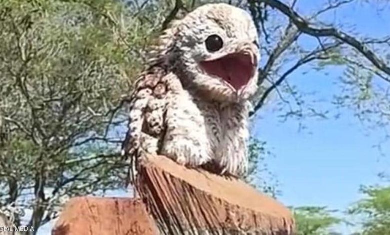 بالفيديو.. ظهور نادر للطائر الشبح في كولومبيا الشبح