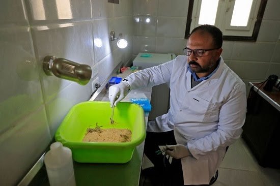 معمل عقارب عقرب