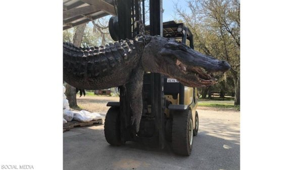 شاهد مفاجأة ببطن تمساح عملاق.. فك لغز عمره 24 عاما تمساح1