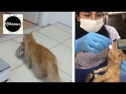 بالفيديو.. مشهد يفطر القلوب.. قطة تحمل صغيرها إلى المستشفى وتطلب المساعدة 321584