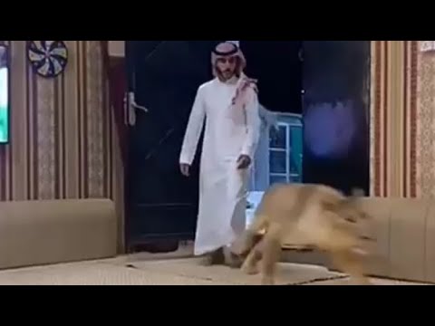 بعد افتراس أسد لصاحبه بالرياض.. شاهد: مغردون يعيدون تداول فيديوهات سابقة لـ”أسامة الدغيري” ويطالبونه بأخذ العبرة 322800