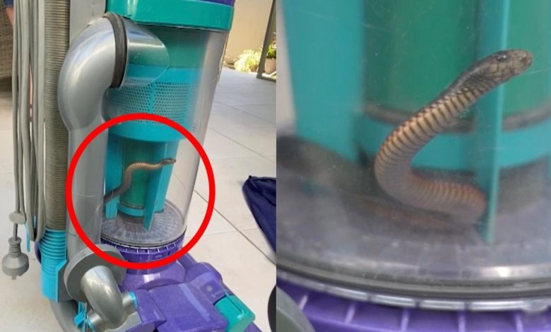 شاهد كيف أنقذت سرعة البديهة امرأة من ثعبان سام 322895