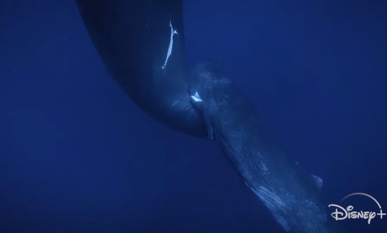 شاهد | لأول مرة في التاريخ يتم تصوير هذا المشهد: حوت عنبر يرضع من ثدي أمه 323014