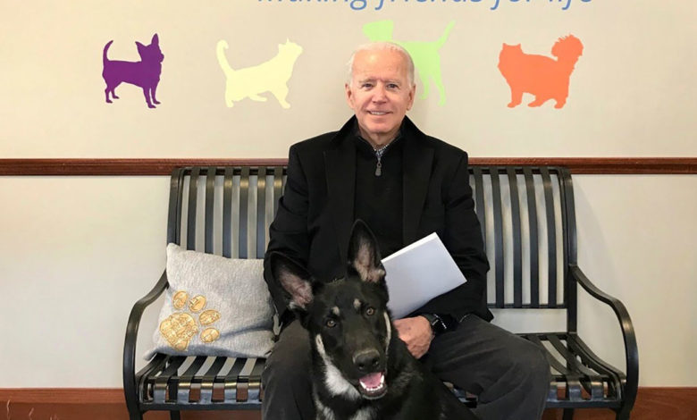 بالفيديو.. إعادة تأهيل كلب بايدن المشاغب للتكيّف مع حياته في البيت الأبيض بايدن