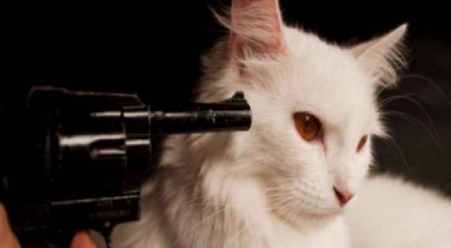 القبض على قط في أمريكا يتعاطى المخدرات قط