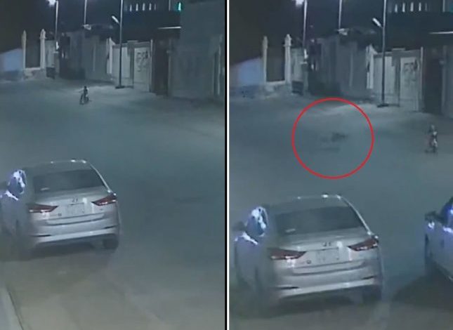 كلاب ضالة تُهاجم طفلًا يركب دراجته في شارع ببريدة.. شاهد لحظة تدخل قائد مركبة في اللحظات الأخيرة كلاب