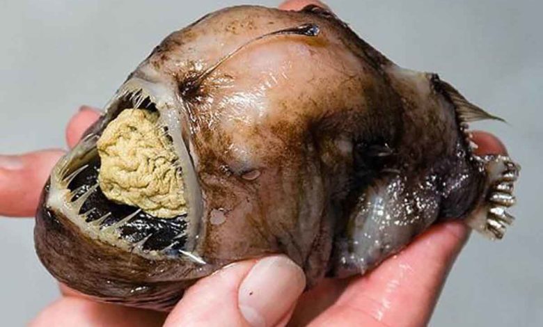 شاهد بالفيديو .. مخلوق صنف بالأبشع والأقرب إلى الخيال العلمي مخلوق