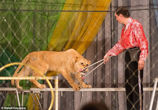 شاهد لحظة هجوم لبؤة على مروض أسود داخل سيرك هجوم لبوة