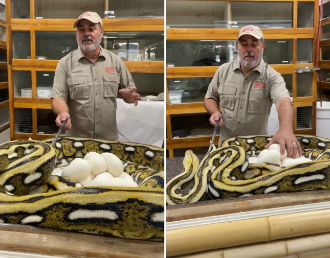 شاهد ثعبان ضخم يفاجئ حارس حديقة حيوان ويعض وجهه هجوم ثعبان