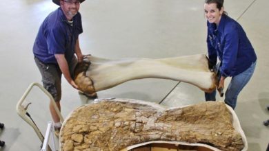 بقايا ديناصور