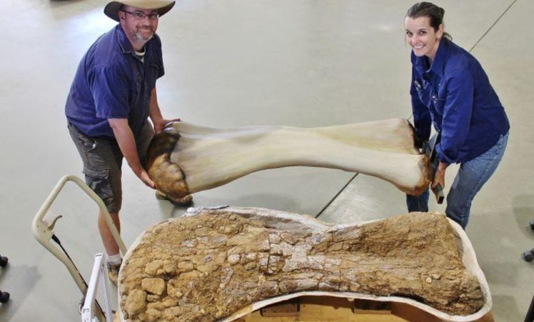 طوله بحجم ملعب كرة سلة.. اكتشاف بقايا أكبر ديناصور في العالم بأستراليا بقايا ديناصور