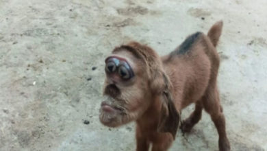 ماعز برأس قرد