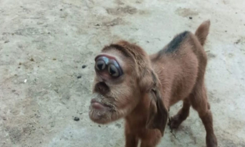 بالفيديو..ماعز برأس قرد تثير الرعب في مصر ماعز برأس قرد