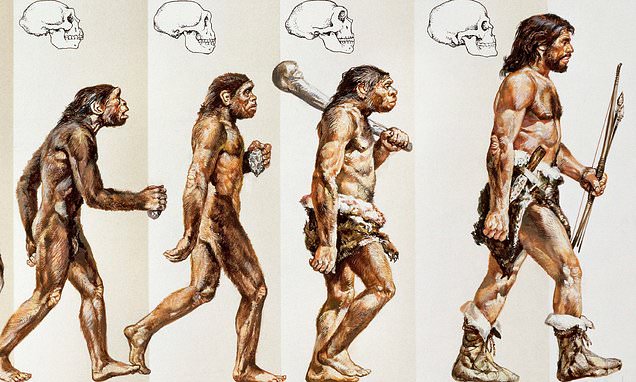 مراحل تطور الانسان
