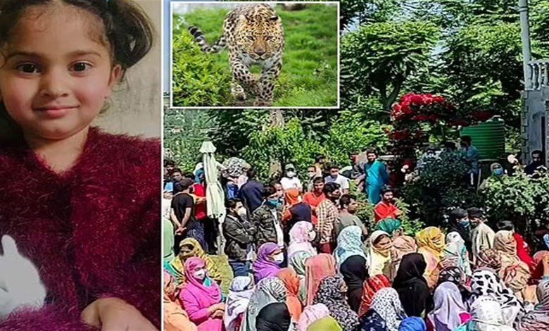 حفل عيد ميلاد يتحوّل الى مأساة في الهند… نمر بري ينهش طفلة حتى الموت نمر يقتل طفلة