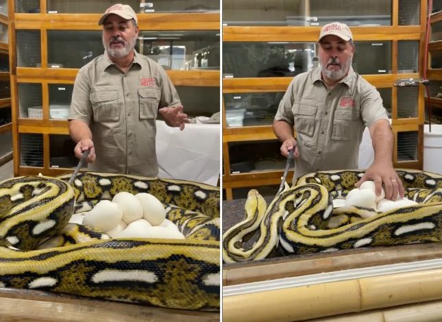 شاهد ثعبان ضخم يفاجئ حارس حديقة حيوان ويعض وجهه هجوم ثعبان