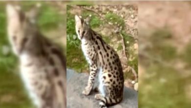 42523 قط بري ضخم