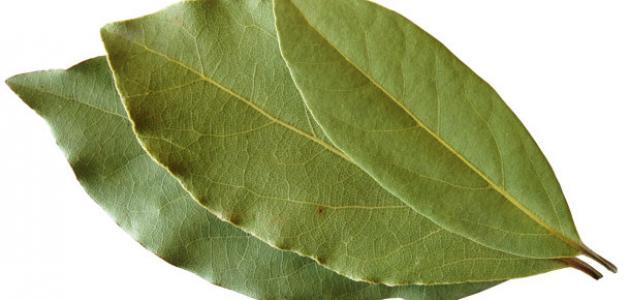 فوائد صحية كبيرة لورق الغار ورق الغار