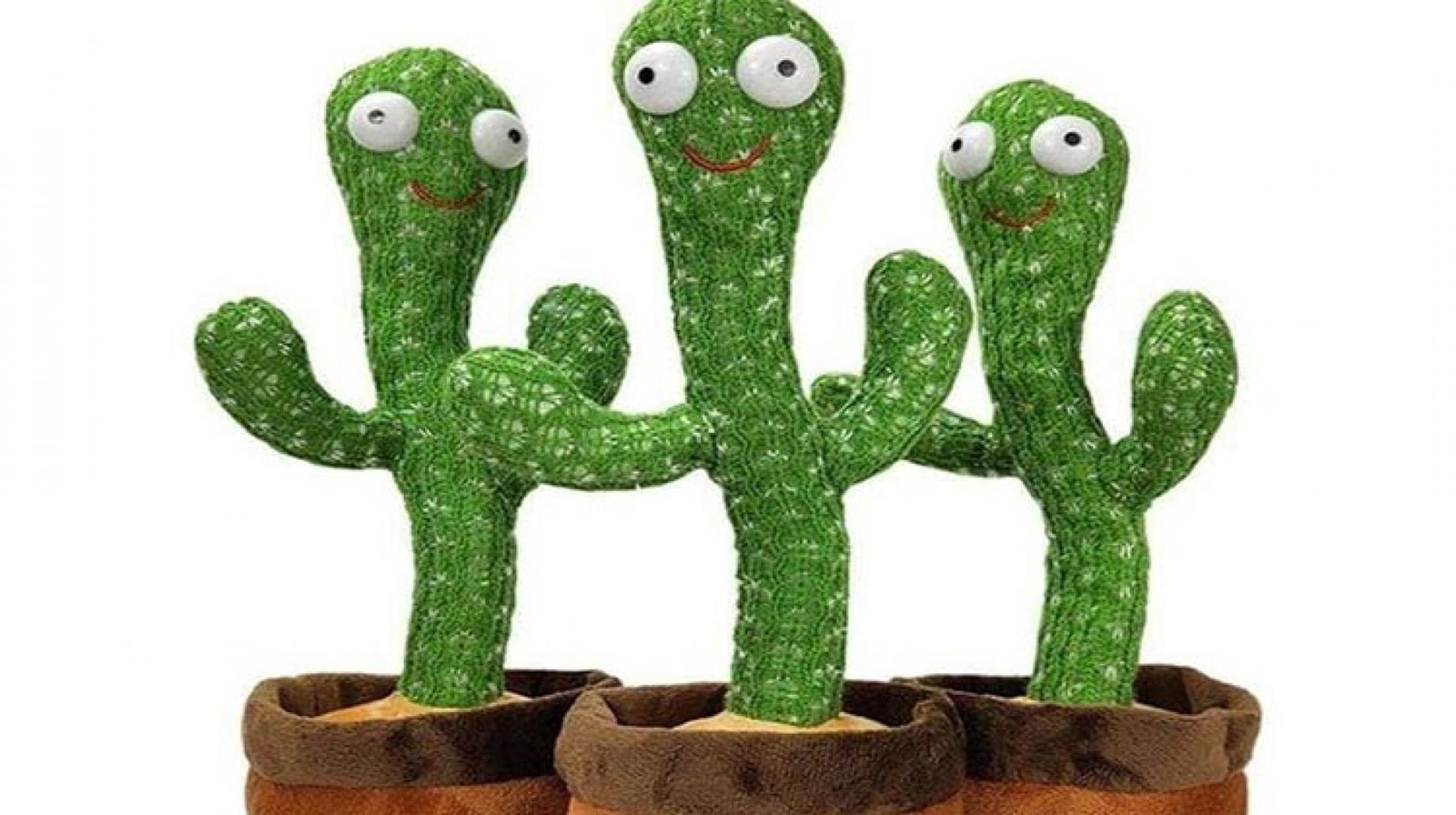 أشعلت مواقع التواصل الاجتماعي.. ما حقيقة «الصبارة الراقصة»؟ الصبارة