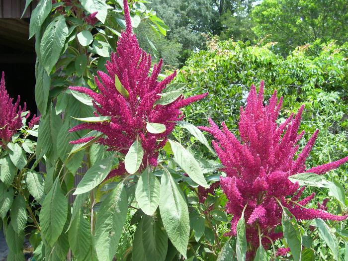 "القطيفة".. النبات المغذي القادر على إطعام العالم القطيفة