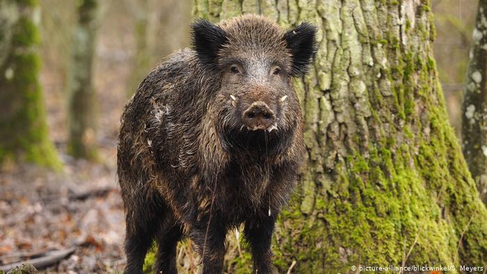 كوريا الجنوبية تسجل أول إصابة بحمى الخنازير الأفريقية خلال 3 أشهر حمى الخنازير الأفريقية