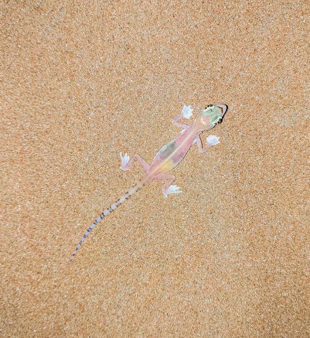 سحلية شفافة بصحراء أبوظبي تثير الدهشة سحلية