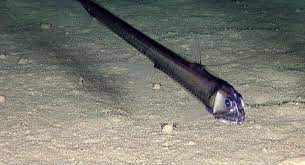 العثور على كائن غريب تحت الأرض... فيديو كائن غريب