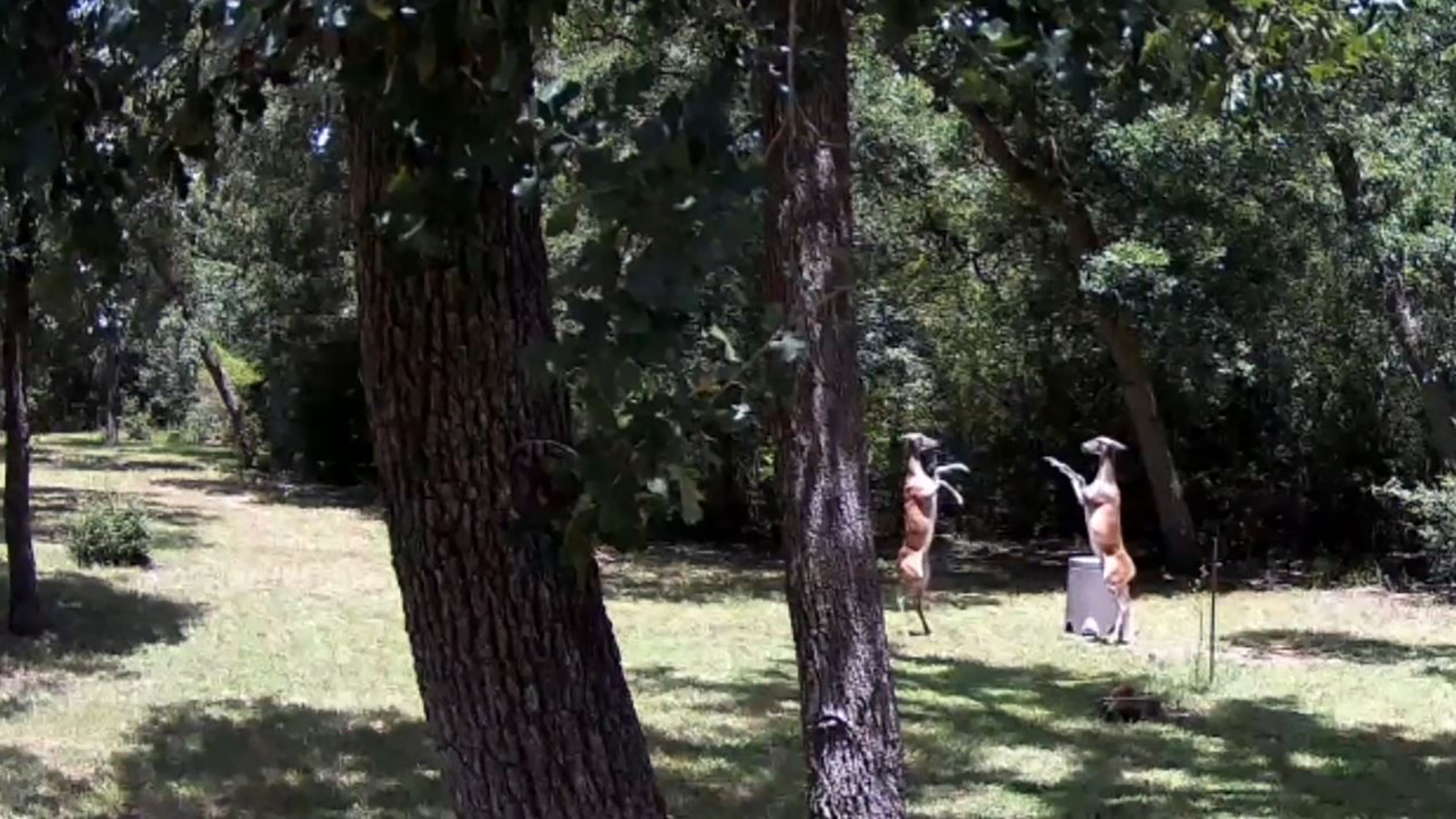 نزال بين غزالين في رياضة "الفن النبيل".. فيديو مصارعة غزلان