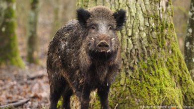 حمى الخنازير الأفريقية