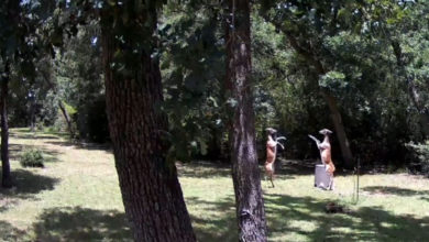 مصارعة غزلان