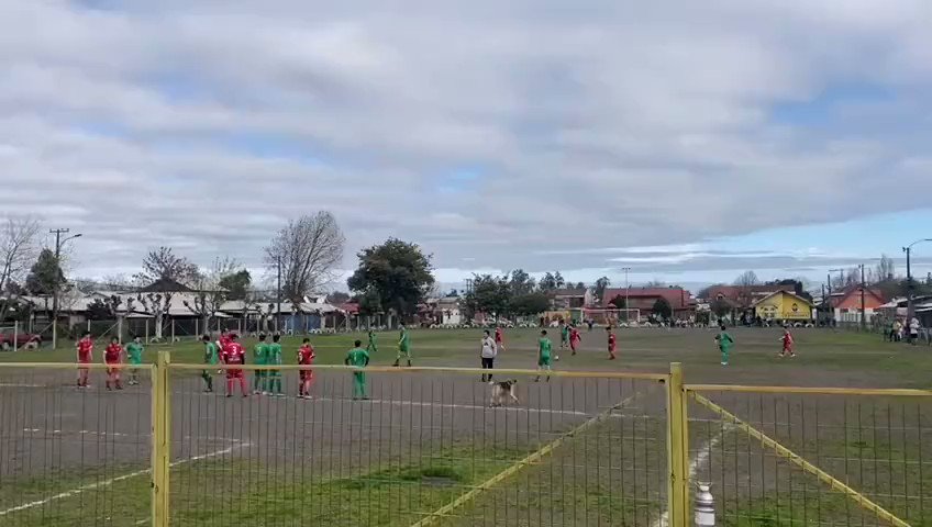 شاهد فيديو طريف لكلب يقتحم ملعباً ويسجل هدفاً بـ "رأسية" بعد ضربة حرة مباشرة مباراة