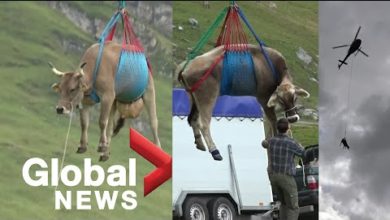 ابقار طائرة