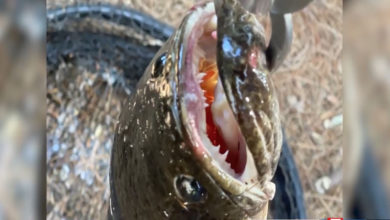 سمكة راس الافعى