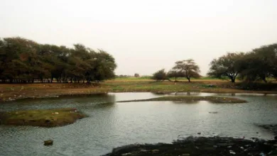 غابة السنط