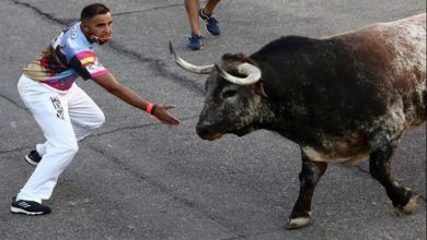 مصارعة الثيران