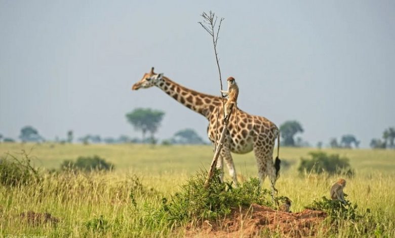حالة فريدة من نوعها.. شاهد.. ولادة زرافة بدون نقط في حديقة حيوان بأمريكا 617e89718b1de